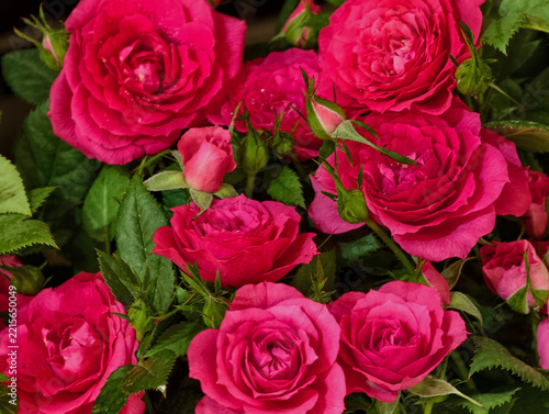 Vibrant pink spray roses densely double and of a rich raspberry pink hue
