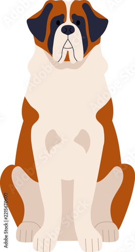 Saint Bernard dog sitting. St bernard puppy, cute Swiss dog sitting. Cute Swi...