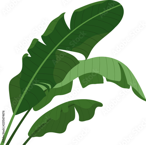 Strelitzia leaf, green tropical leaves. Tropical exotic strelitzia, bird of p...