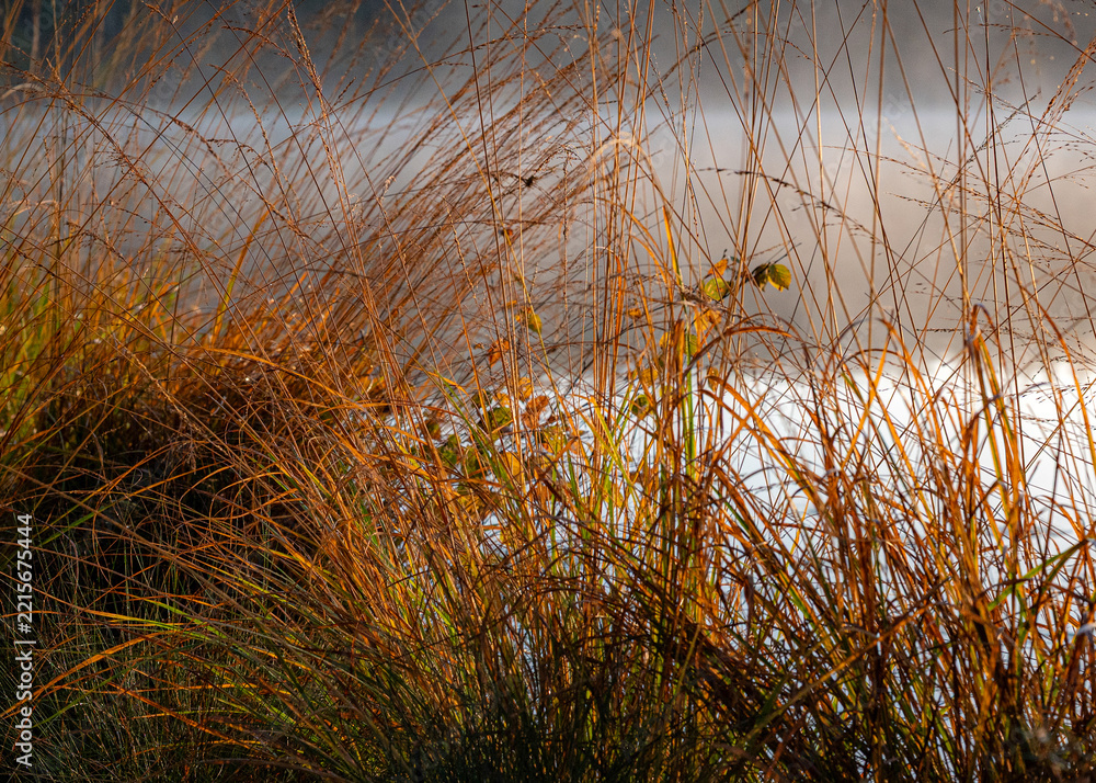 Obraz premium Yellow, bright sunrise, dawn, over the swamp, reflections of trees in the swamp lake, sunrise, sunset, warm light and fog, dawn light over the lake by the swamp