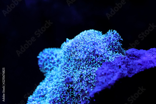 Fotografie Macro of star polyp coral colony with tiny glowing blue tentacles on a black bac