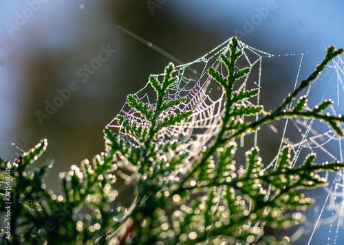 Close-up photo of a spider web, beautiful spider webs on a natural background, selective focus, expressive spider webs