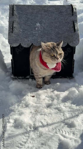 Funny cat comes out of its little house and looks at the snow in surprise, vertical video.