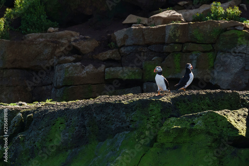 Puffins on rocky ledge in Iceland