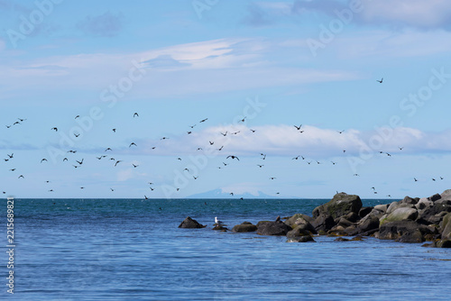 Seabirds Flying Beside Rocky Coastal Cliffs in Iceland