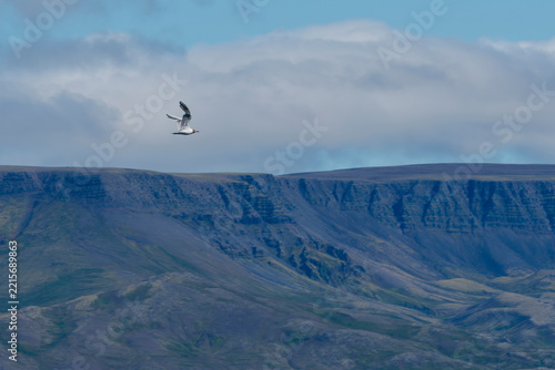 Great black-backed gull in Iceland