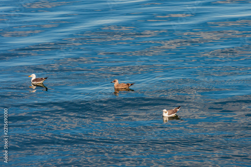 Gulls Floating on Rippling Water in Iceland