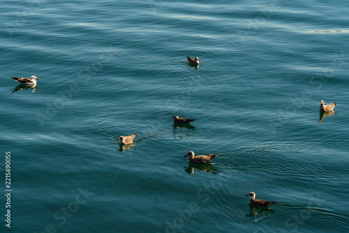 Gulls Floating on Rippling Water in Iceland