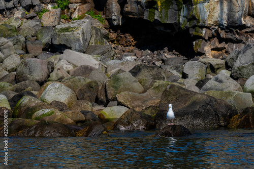 Gull Perched on Rock Along Iceland’s Rugged Shore