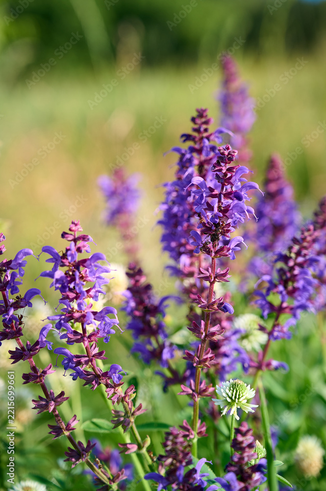 Fototapeta premium Closeup blooming wild sage purple flowers.