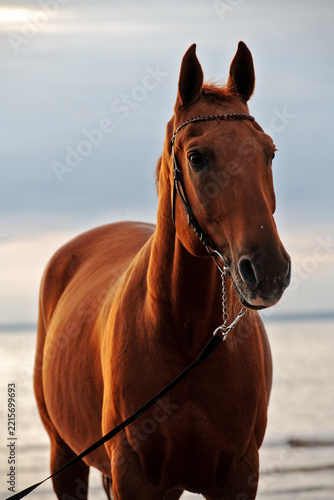 portrait of beautiful horse swimming at beautiful  sunset at sea against dramatic sky. close up