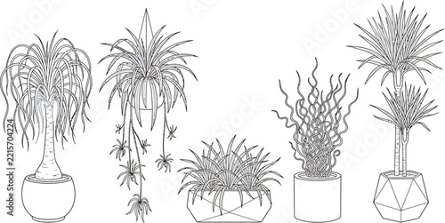 Five potted houseplants with narrow foliage in a black and white line