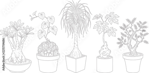 Five potted caudex plants in a line drawing vector illustration