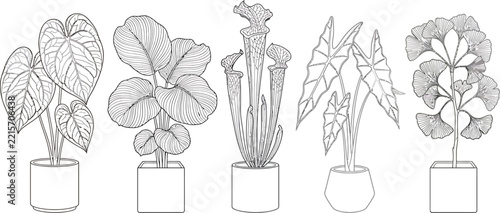 Botanical line art collection of potted tropical house plants