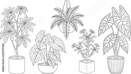 Botanical line art illustrations of various potted houseplants