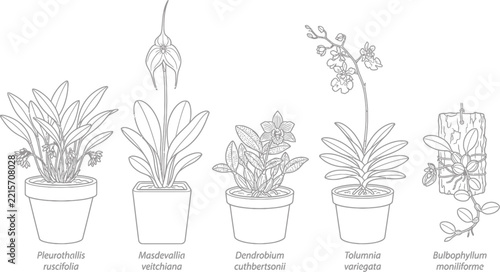 Set of miniature orchid botanical line drawings in pots and on wood