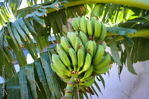 Green bananas on tree with tropical leaves