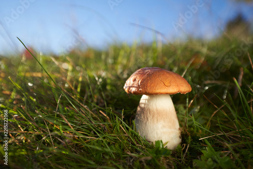 Leccinum albostipitatum