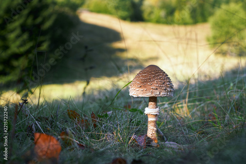Macrolepiota procera - edible mushroom