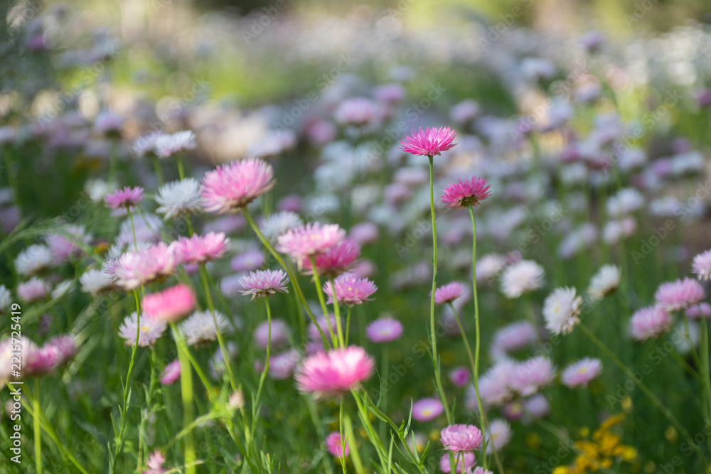 Fototapeta premium Everlasting flowers swaying in the wind Kings Park Perth botanic gardens spring