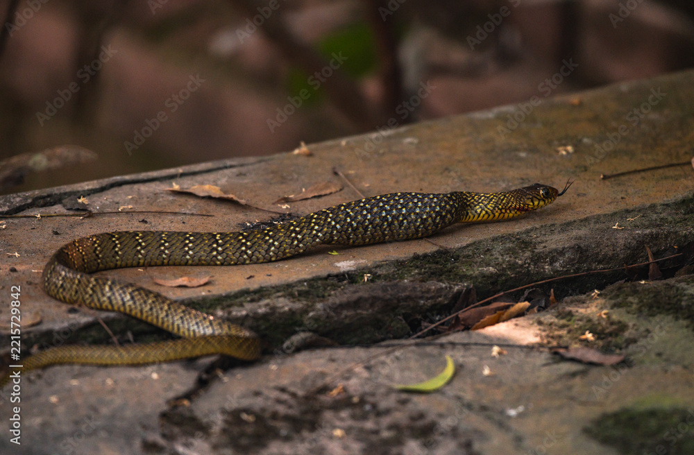 Obraz premium An Oriental Rat Snake (Ptyas mucosa) swallows a large Asian common toad (Duttaphrynus melanostictus). The snake's belly is visibly distended after consuming the toad. This snake is a 