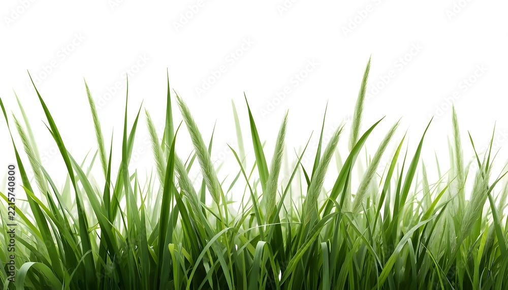 Fototapeta premium Close-up view of lush green grass blades and delicate grass seed heads arranged naturally across the frame with a bright white background and soft lighting.