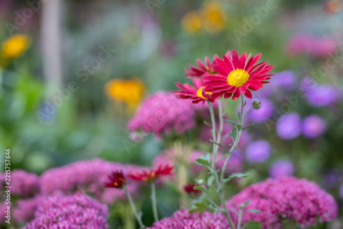 Red chrysanthemum flowers blooming among pink and purple garden plants, close up with colorful blurred background and copy space