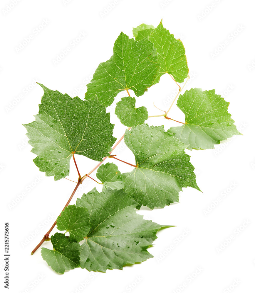 Fototapeta premium Grape branch with leaves isolated on white