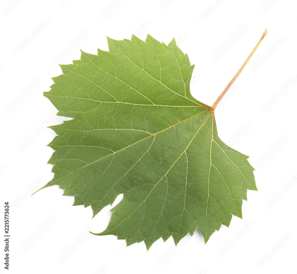 Fototapeta premium One green grape leaf isolated on white