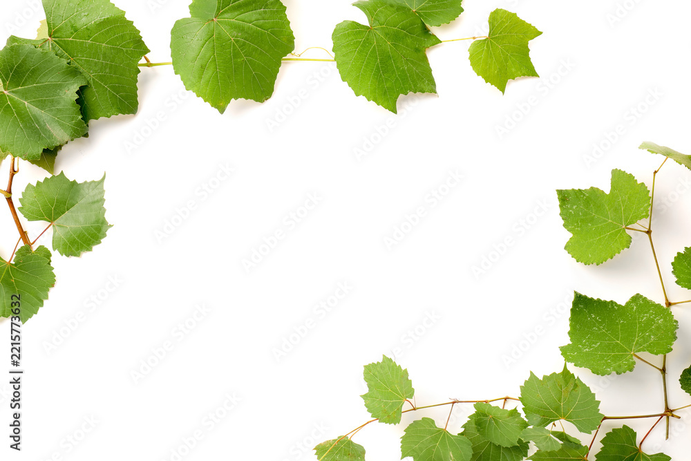 Fototapeta premium Grape branch with leaves isolated on white