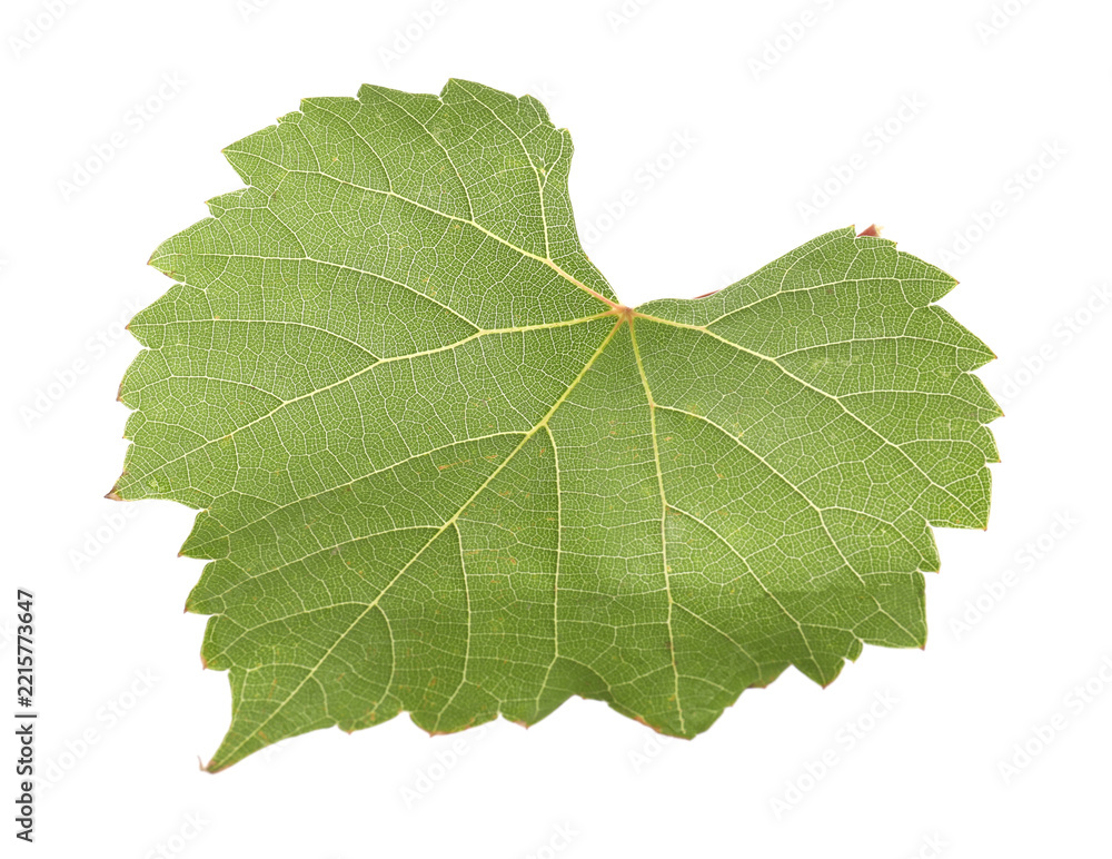 Fototapeta premium One green grape leaf isolated on white