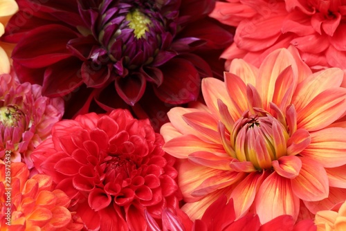 Beautiful dahlia flowers as background, closeup view