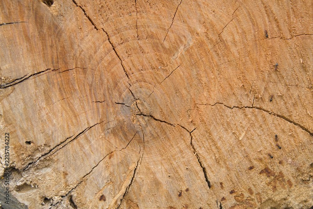 Fototapeta premium old wood texture