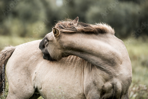 Light-colored horse twisting its neck to scratch its back in a grassy pasture with soft blurred trees in the background