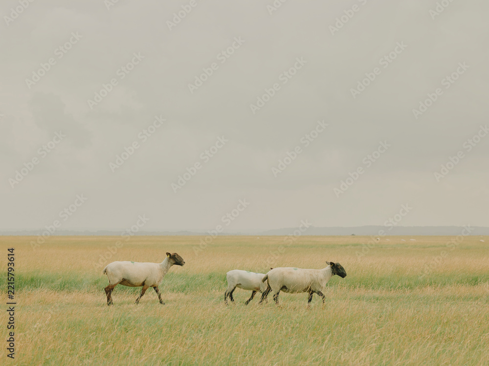 Obraz premium Close-up of black-faced salt marsh sheep walking through pasture in Normandy, France.