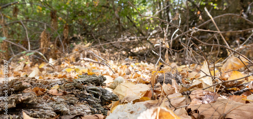 Suelo de bosque otoñal cubierto de hojarasca ramas y trozos de corteza de madera