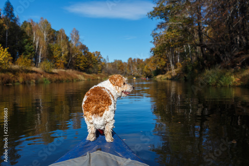 A terrier dog standing on the bow of a kayak floating on a river