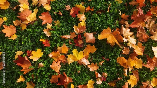 Authentic yellow-orange top view fallen autumn leaves on the ground during the day, with a sunbeam, viewed from above. An autumn landscape of colorful leaves