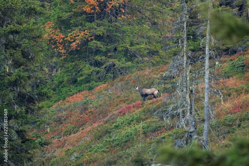 a adult chamois buck, rupicapra rupicapra, at a colorful autumn day on the mountains 
