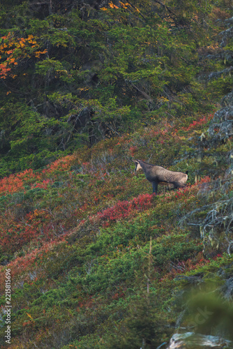 a adult chamois buck, rupicapra rupicapra, at a colorful autumn day on the mountains 