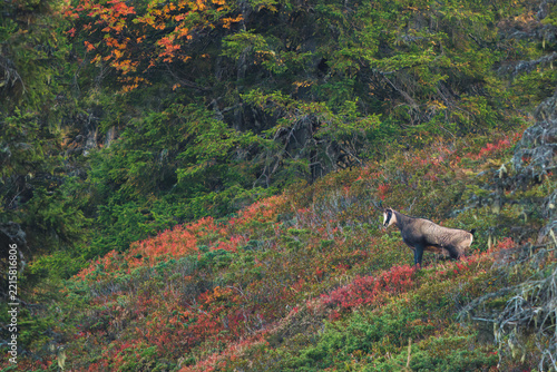 a adult chamois buck, rupicapra rupicapra, at a colorful autumn day on the mountains 