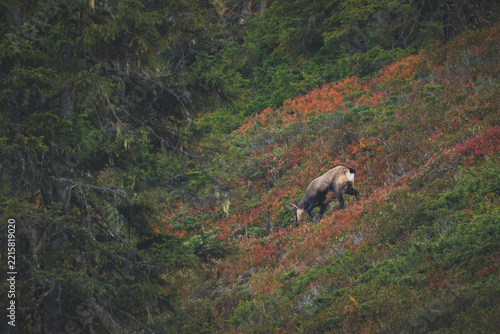 a adult chamois buck, rupicapra rupicapra, at a colorful autumn day on the mountains 