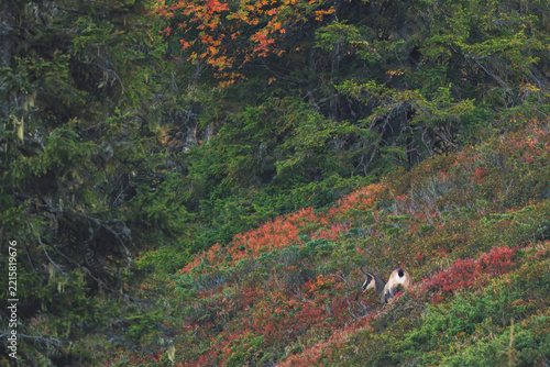 a adult chamois buck, rupicapra rupicapra, at a colorful autumn day on the mountains 