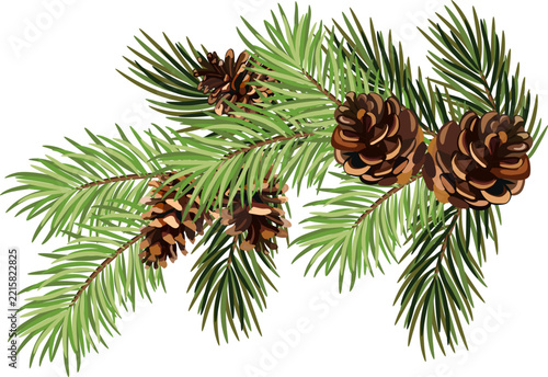 Green fir tree branch with pine cones, Christmas and New Year decoration. . EPS 10