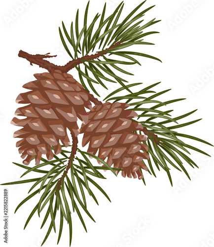 Green pine branch with pine cones, Christmas and Xmas decoration for holiday cards, posters and seasonal designs.EPS 10