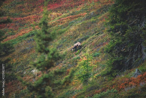 a adult chamois buck, rupicapra rupicapra, at a colorful autumn day on the mountains 