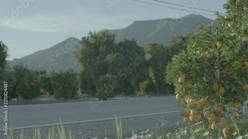 Green Trees Along a Rural Road with Mountains Behind