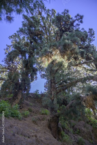 Canary island pine (Pinus canariensis) is fire resistant and suppresses other plants by its falling needles, Caldera de Taburiente, El Paso, La Palma, Spain