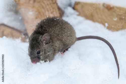 House mouse, mouse, mus musculus, rodents, rodentia, mammals, mouse, muroids, mice, rodents, snow, mammals, winter