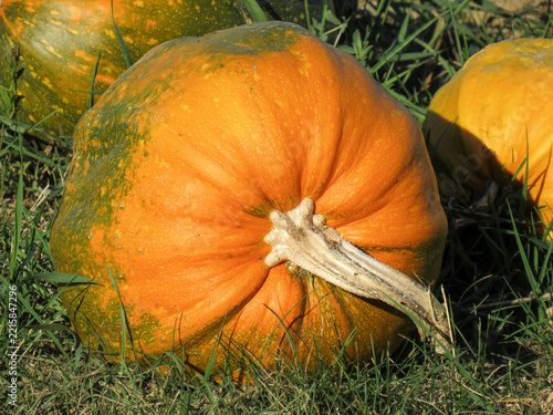 Pumpkins on the ground during autumn. In Romania